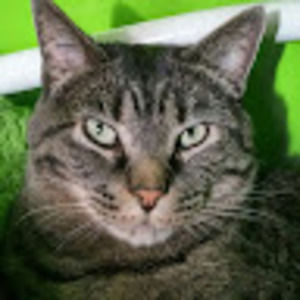 Meet your Posher, Sawsha